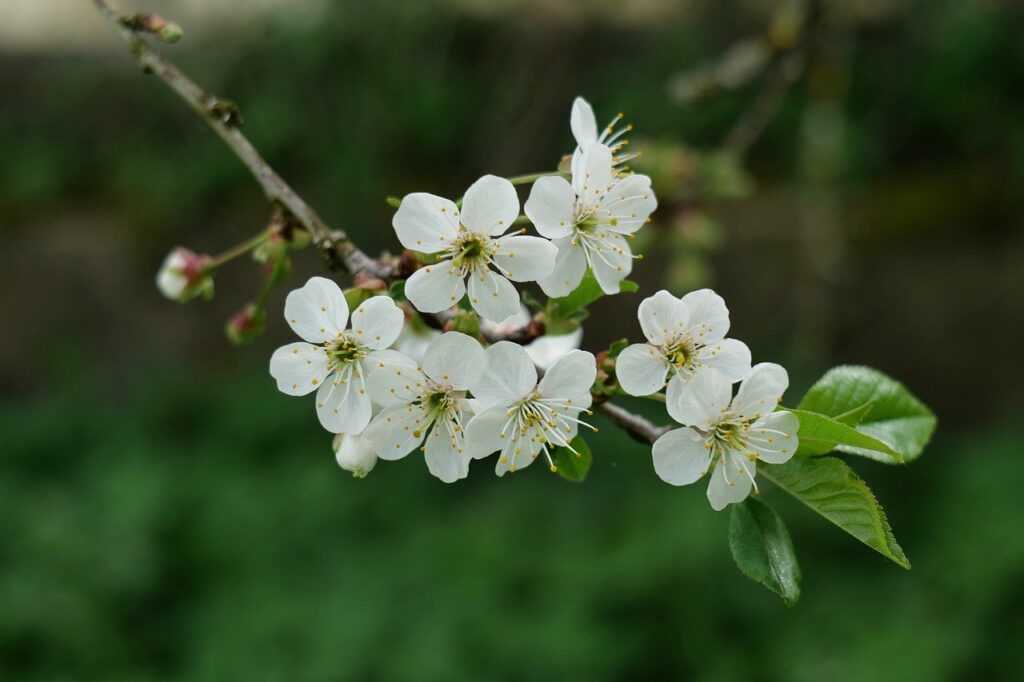 cherry blossoms, ornamental cherry, blossom-8684394.jpg